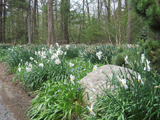 Plantings